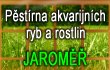 Pěstírna akvarijních ryb a rostli - Pěstírna akvarijních rostlin, chov akvarijních ryb