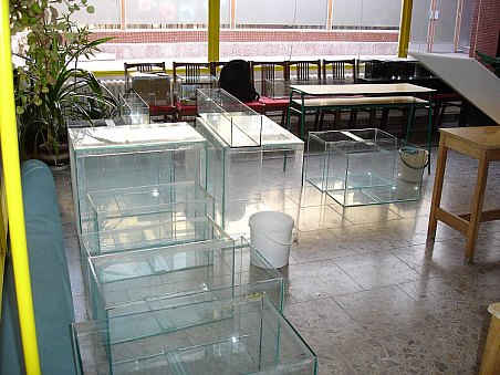 Některé z nádrží, ve kterých budou plavat nabízené rybičky či krevetky.