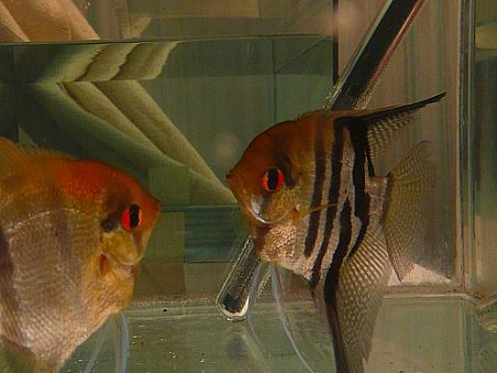 Vzrostlé skaláry amazonské k prodeji, dva samci.