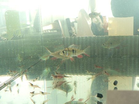 Nabízené rybičky - Microgeophagus altispinosa a krevetky  Neocaridina sp. "Red Cherry"