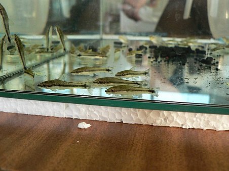 Nabízené rybičky - Otocinclus affinis - k dispozici bylo 100 kousků po 26 Kč.