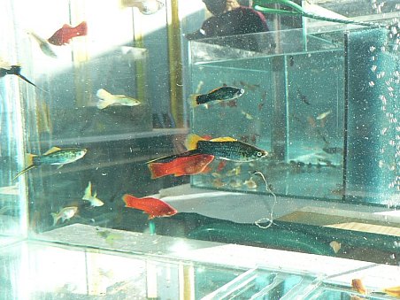 Mezi nabízenými rybičkami se objevily i živorodky (mečovky, paví očka a platy)