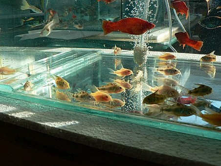 Různé druhy pancéřníčků