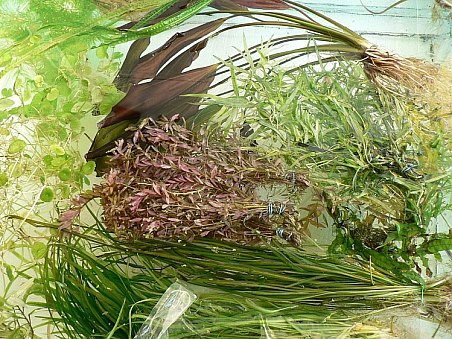 Detailní pohled na Zbyňkovu nabídku rostlin od echinodorů až po pupečník