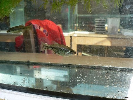 Oblastí Pepova zájmu jsou původní divoké druhy živorodek (na obrázku Ameca splendens).