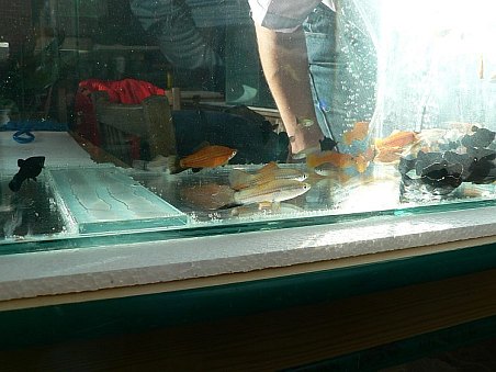 Tyto živorodky už ale patří k jinému prodejci.