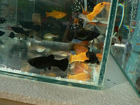 Nádherné Black-molly.