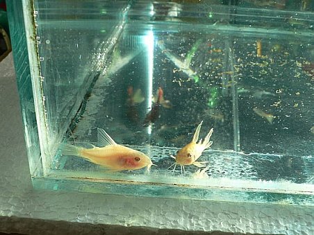 Pancéřníčci též vyčkávali, až přijde jejich chvíle.