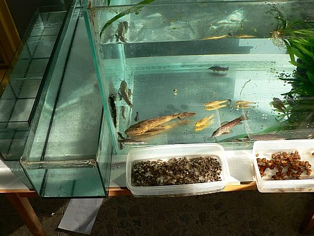 Zdena Míšová (Catfish) nabízela k prodeji různé druhy sumců, od mladých ryb až po poměrně vzrostlé exempláře. Dále pak ampulárky a vzala sebou i pár piskořek.