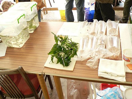 Na burze se též daly zakoupit i různé druhy halančíků, kteří odpočívali připraveni k prodeji v pytlících.