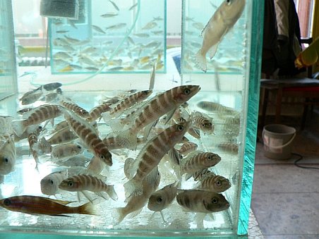 Poměrně silně byli na burze zastoupeni i tlamovci.