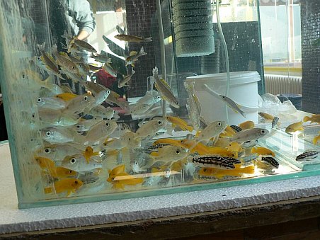 Pohled, nad kterým by zaplesalo nejedno srdce příznivců Tanganiky.