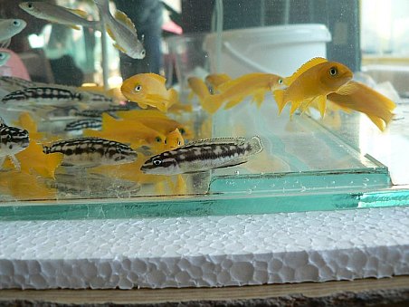 Všechny ryby byly nabízeny v dobré kondici.