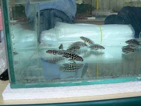 A vybrat si mohl určitě každý.