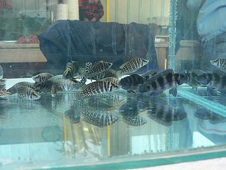 A ještě jeden záběr na nádrž s prodávanými tlamovci.