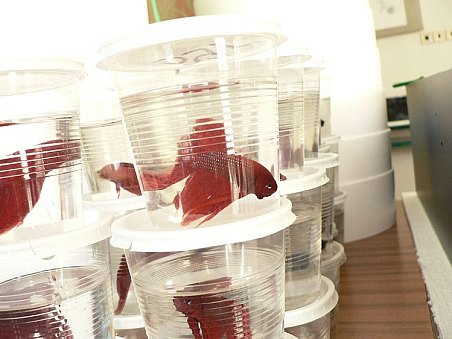 K dostání byly i pěkné kousky Bet.