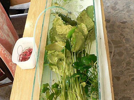 Nabídka různých druhů vzrostlých anubiasů.