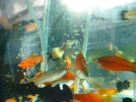 A ještě jednou živorodky - molly, paví očka a mečovky