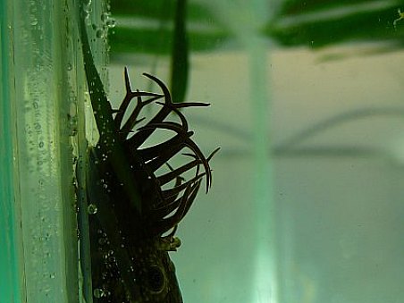 Vzrostlý samec ancistrusa (Catfish)