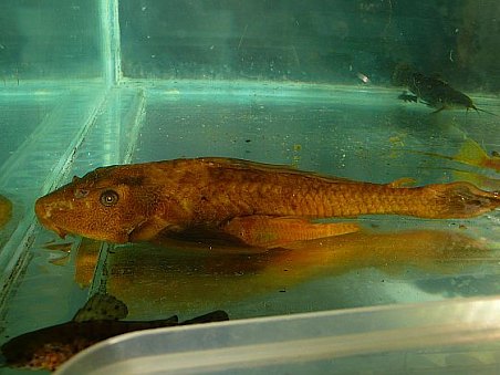 Tento krunýřovec (Pterygoplichthys pardalis albín), kterého přivezla Catfish, putoval do světa nadvakrát. První kupující se vrátil, že ho s ním manželka vyhodila.