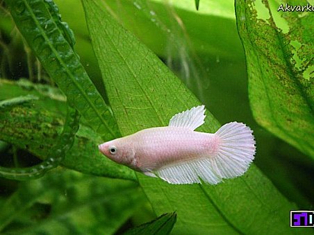 Našli se zde i pěkné barevné varianty bett.