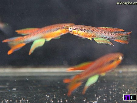 Halančíci, často opomíjení - nádherné to rybky i pro běžná akvária.