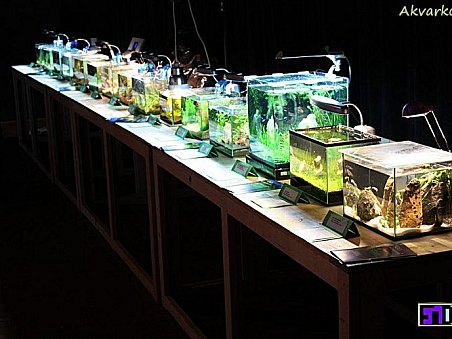 Pohled na výstavu miniakvárií - hlavní téma burzy.