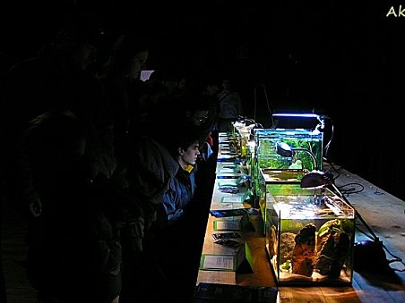 výstava miniakvárií