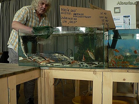 Franta Csefay s nabídkou jezírkových ryb