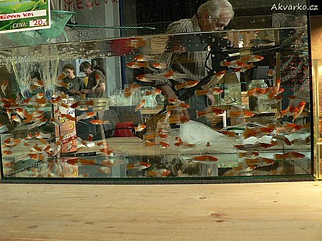 Koi mečovky pana Šabršuly