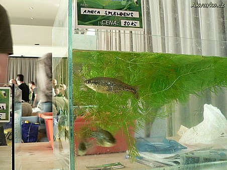 Pepovy ameky jsou opravdu půvabné