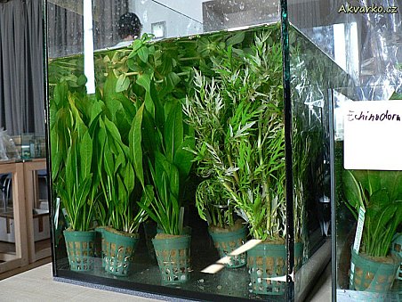 Echinodorus amazonicus a Hygrophila difformis