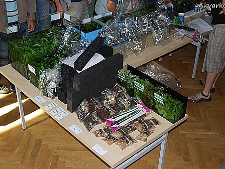 Kromě rostlin a molitanu byly k dostání i pinzety pro sázení rostlinek a další drobnosti jako dubové listí a olšové šišky.