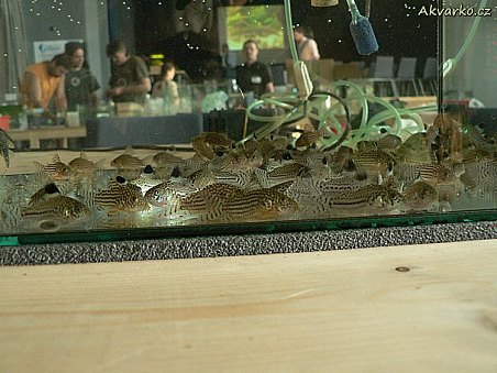 Atraktivní pancéřníčci Corydoras trilineatus a Corydoras sterbai