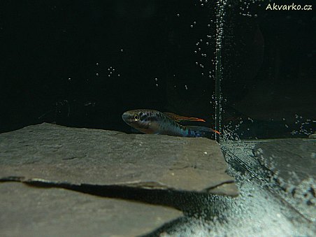 Chromaphyosemion bivittatum "Funge"