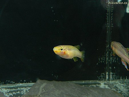 Chromaphyosemion bitaeniatum