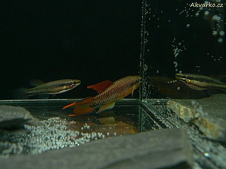 Chromaphyosemion bitaeniatum "Lagos"