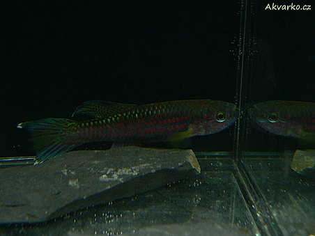 Chromaphyosemion rigenbachi "NKWO 97/1"