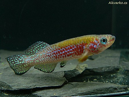 Fundulopanchax gresensi "Takwai"