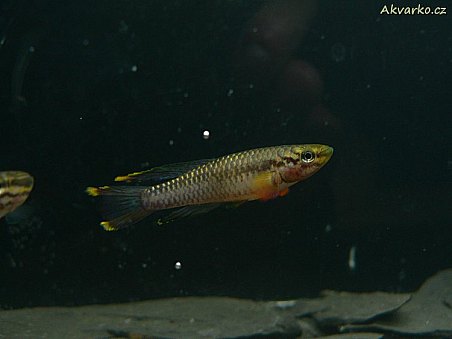 Chromaphyosemion poliaki "Monea"