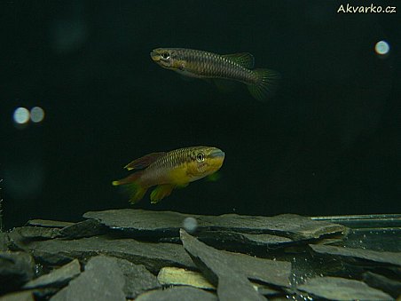 Chromaphyosemion poliaki "Mile 29"