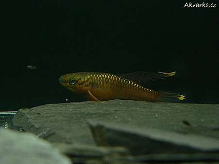 Chromaphyosemion polkami "Bolifamba"