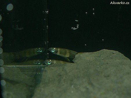 Pseudoepiplatis annulatus "Kasawe Forest"