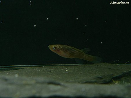 Aphyosemion celiae celiae "Teke CXC 21"