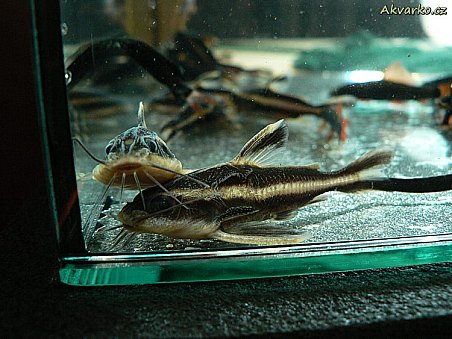 Trnovec - Platydoras costatus