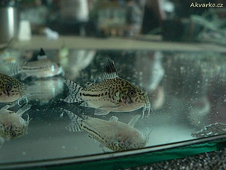 Pancéřníček  - Corydoras trilineatus