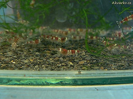 Atraktivní krevetky Red Crystal