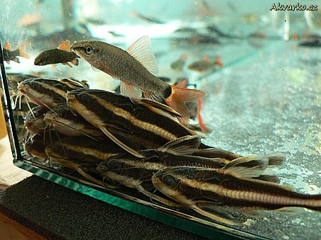 Labeo frenatus a Platydoras costatus