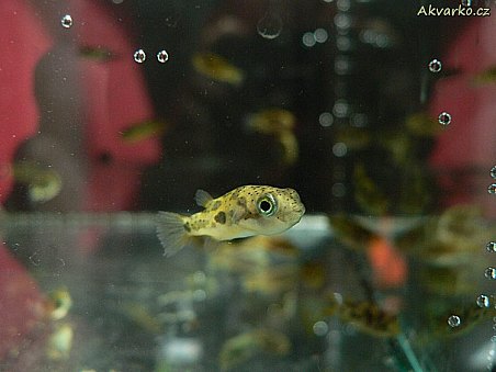 Čtverzubec trpasličí