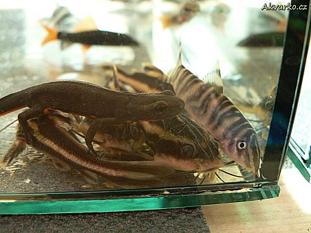 Čolek, trnovec a sekavka proužkovaná - všichni pohromadě